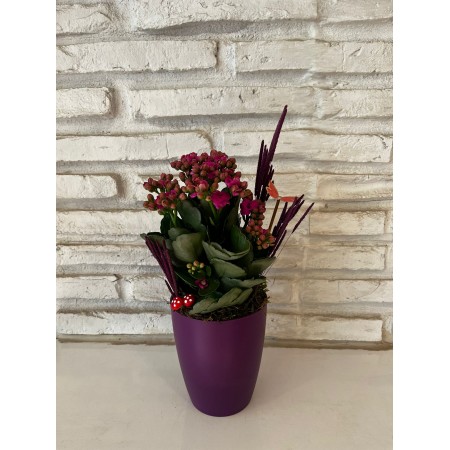 Mor Saksıda Kalanchoe Çiçeği